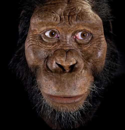 人类祖先长什么样380万年前南方古猿长相首次复原