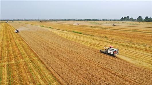 6月2日,安徽怀远龙亢农场3万亩小麦收割进入高峰期