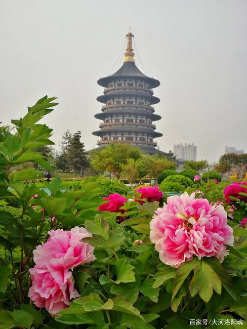 2020年3月31日,隋唐洛阳城国家遗址公园里的牡丹花放,蓉蓉华贵,美色动