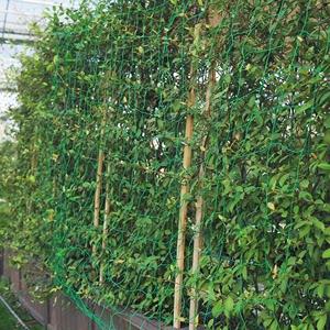 家用园艺网 黄瓜攀爬植物爬藤网加强版尼龙园艺用品加强版爬藤网