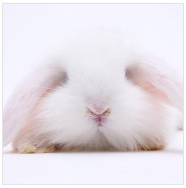 活体宠物兔兔子 纯白色 迷你垂耳兔兔