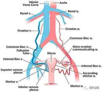 详解子宫动脉解剖