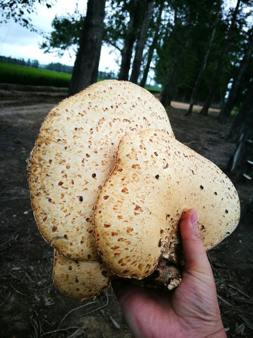 意外的收获,一朵很大的蘑菇,长在杨树上的.