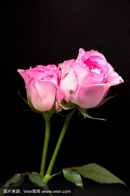 重瓣粉红色玫瑰花,底色为黑色
