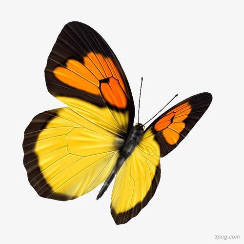 黄色蝴蝶png素材透明免抠图片-动植人物