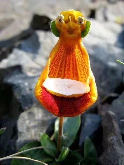 世界上罕见怪花,你绝对没见过!