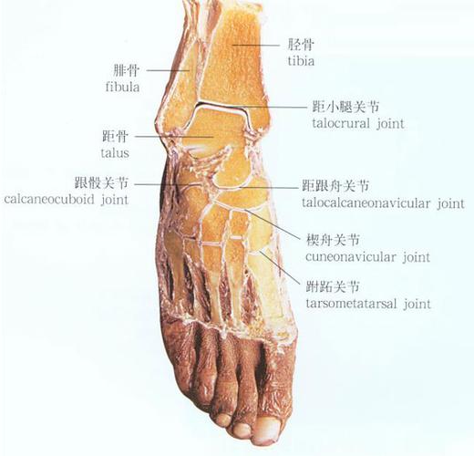 医学医药 医学图库标题:足的连结解剖示意图-人体解剖图 足部是人的