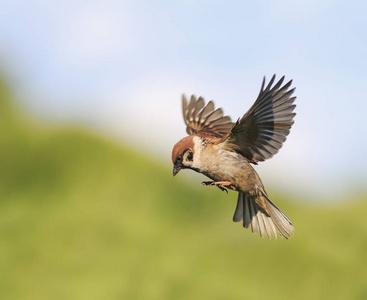 在夏天的小鸟麻雀俐展开翅膀照片