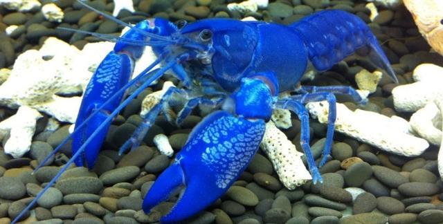 蓝鳌虾,你绝对不敢品尝的小龙虾因为他是变异品种