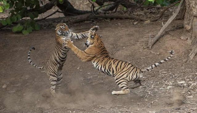 母老虎与公老虎激烈搏斗被摄影师全程拍下这动作实在高萌