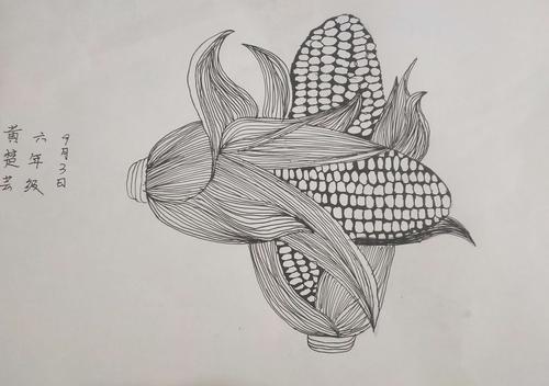 【美术课堂】线描 《玉米》