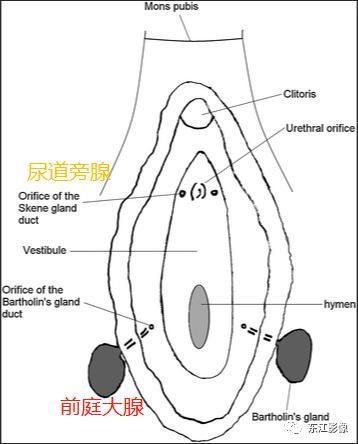 cyst)为胚胎时期中肾管阴道部残留所致,多位于阴道近端1/3的前外侧壁