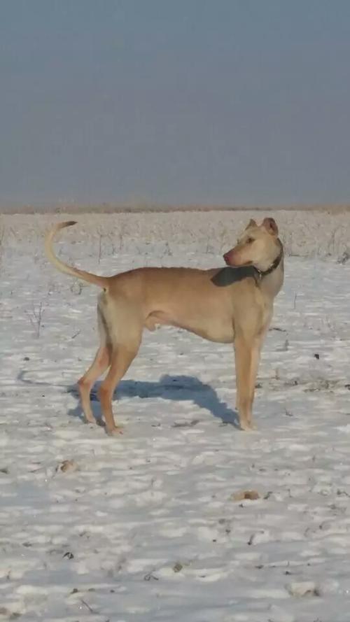  p>蒙古细犬(契丹猎犬)体型高大健壮,速度快,嗅觉灵敏,搏斗能力强大