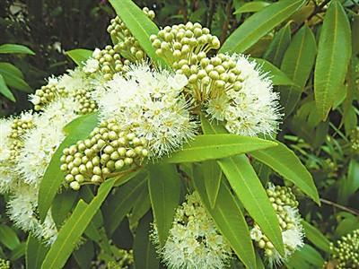 土著祖先传下来的抗菌消毒植物"三宝"——澳洲茶树,桉树和柠檬香桃木