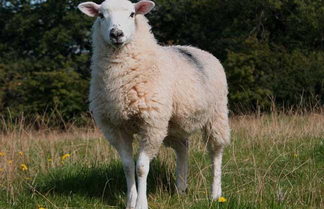 绵羊的品种有哪些?