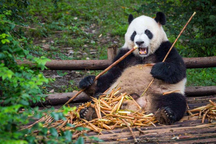 大熊猫吃竹子照片,大熊猫"团团"遗体完成解剖-图片大观-奇异网