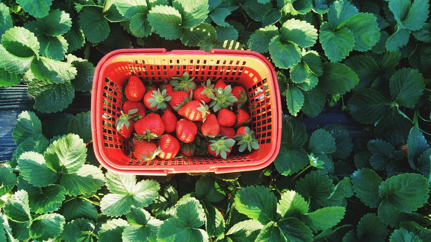 春天,摘草莓