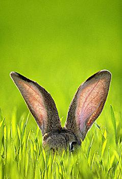 草地,草,野兔,特写,耳,自然,动物,哺乳动物,听,模糊,兔子,比赛,德国