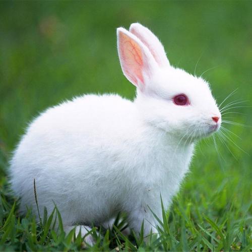 小白兔 家兔 宠物公主兔子垂耳兔猫猫侏儒兔活体 包活 随机颜色1只