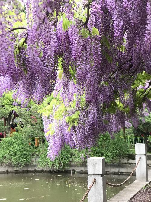 紫藤园