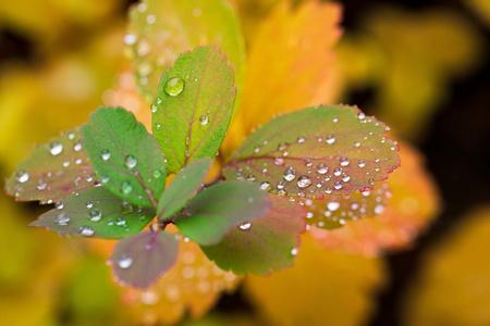 叶子上水滴的特写照片