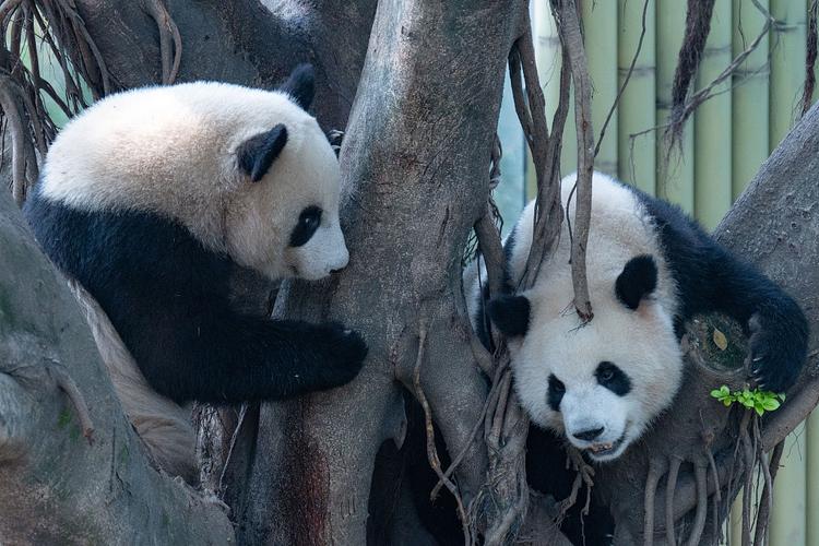 重庆动物园大熊猫享受春日美好时光