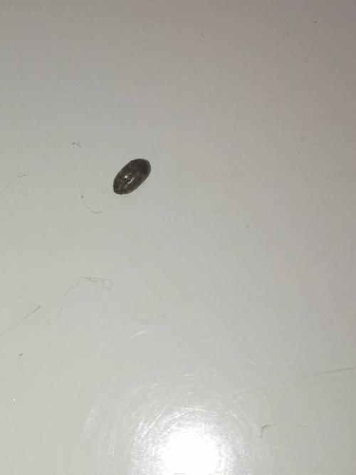 这个在床上不知道什么虫子,椭圆形的,比芝麻大一点,比米粒小一点,好像