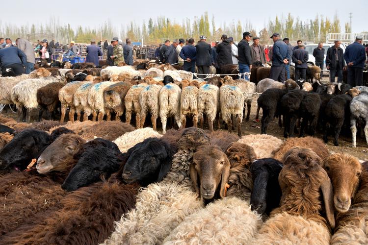 新疆是个好地方-喀什牛羊大巴扎