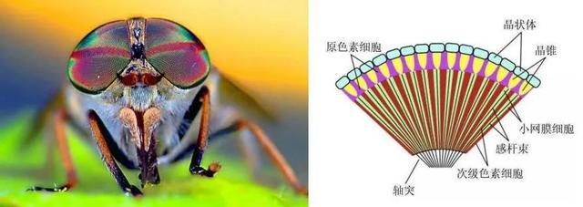 蜻蜓的眼部照片及复眼的结构示意图