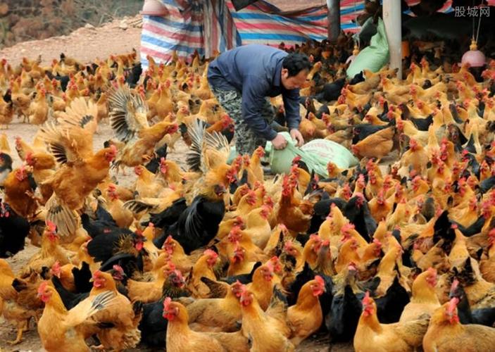 三黄鸡多少钱一斤 2020年最新市场价