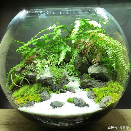 苔藓生态缸——圆缸系列