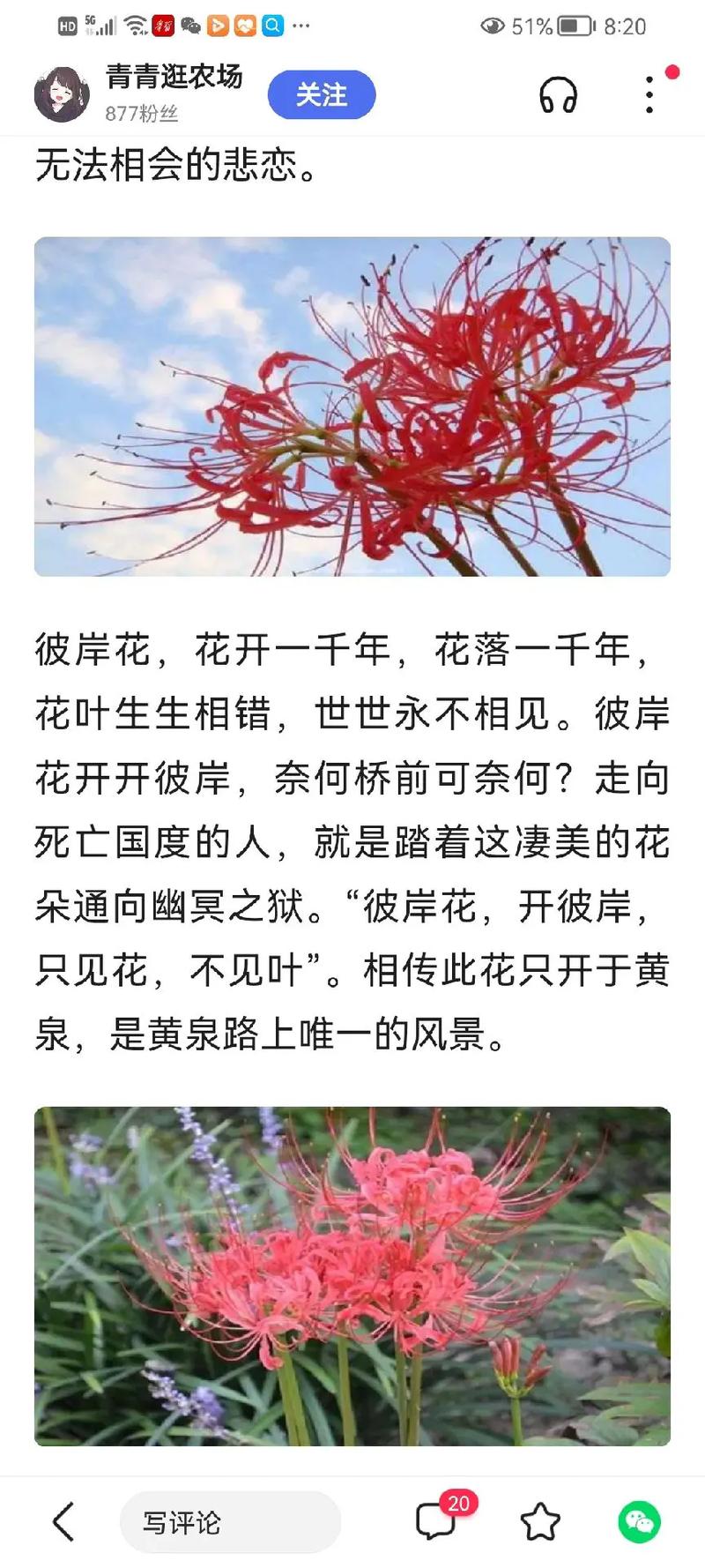 学校的几棵彼岸花开了.在中国,彼岸花象征着美丽动人,优美纯洁 - 抖音
