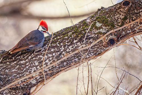 红色羽冠的白腹黑啄木鸟图片第2张