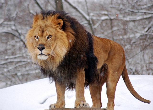【拍砖】动物世界之动物世界狮子图片,森林中的霸王