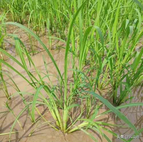 有效防除水稻田抗性稗草,千金子,马唐,碎米知风草等一年生禾本科杂草