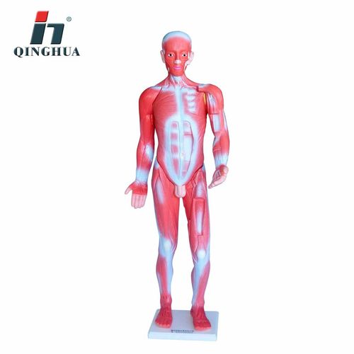 青华33219人体肌肉模型85cm全身肌肉形态构造生物医疗模型教学