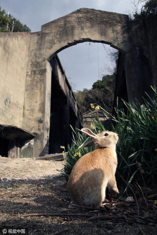 探访日本兔子岛 没有天敌占领岛屿