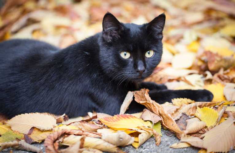 趴在落叶上的黑猫照片