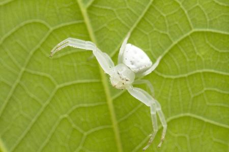 黄花上的白,黄蟹蜘蛛属植物水蜘蛛就-在白色背景前的 notonecta 白白