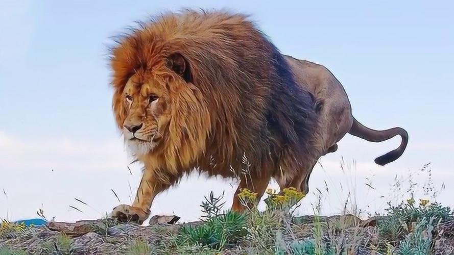 世界上最大的狮子,900斤如同大象,东北虎也能一口吞!