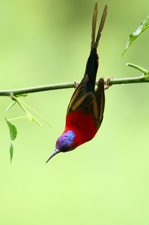 太阳鸟属雀形目,太阳鸟科,是颜色漂亮的小鸟,全身闪烁着紫,红,金黄等