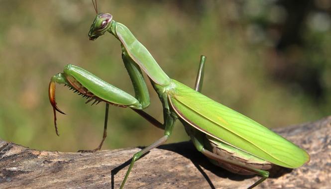 螳螂的生活周期均在一年内完成,一生中经过卵,若虫,成虫三个发育阶段