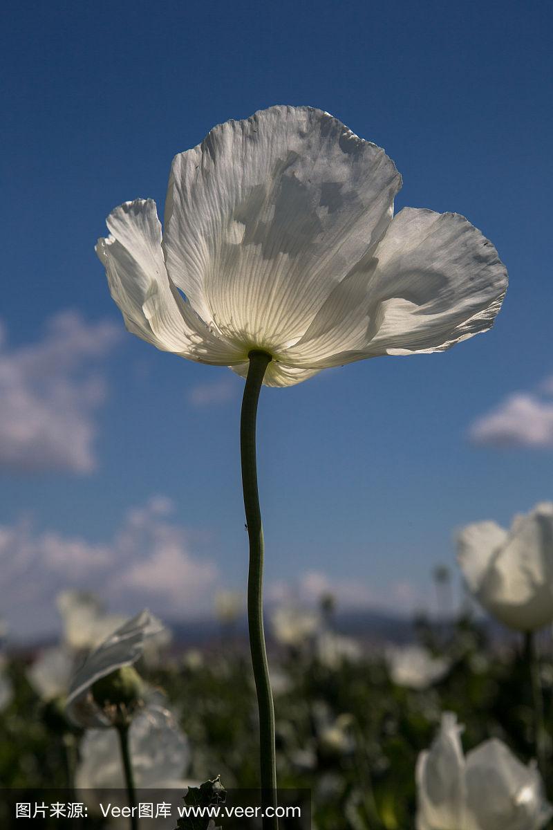 白色的罂粟花