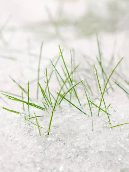 春天雪下的绿草冻草冬天自然背景