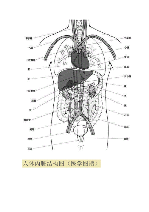 人体内脏位置分布图docx11页
