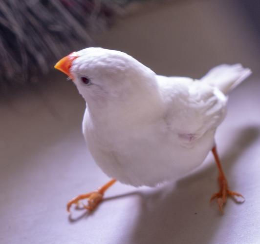 我家养的小白鸟(珍珠鸟)