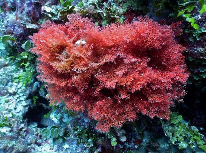  p>红藻门是藻类植物的一门.