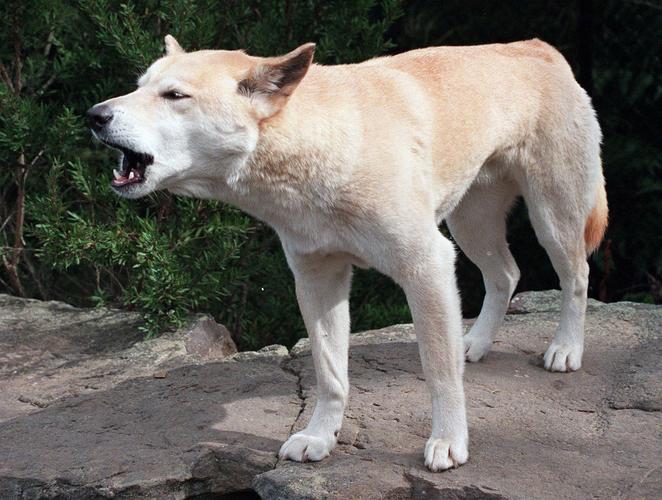 in this file photo, australian wild dingo dog is pictured.