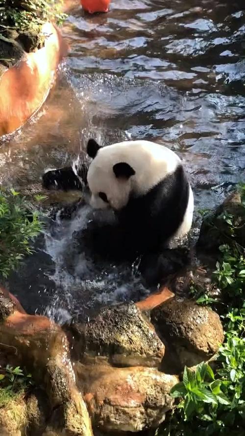 熊猫玩水有多开心