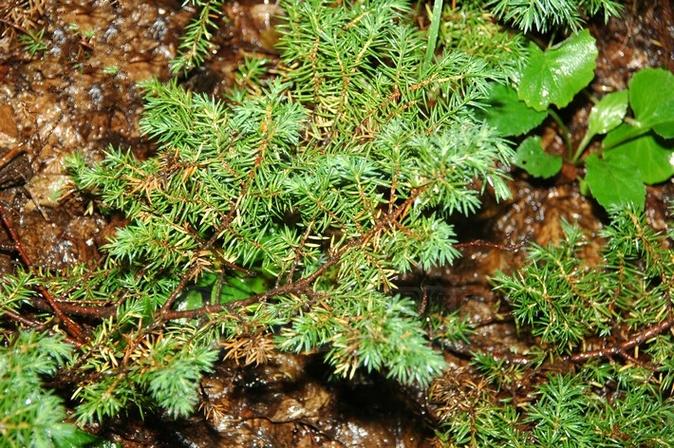 juniperus sibirica burgsd.